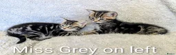 Bengal cats for sale: Snow Bengal Maine coon mixed moggies - Advert 16