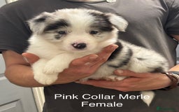 Border Collie dogs for sale: 9 Beautiful B&W & Merle Border Collie Puppies 🐶 - Image 5
