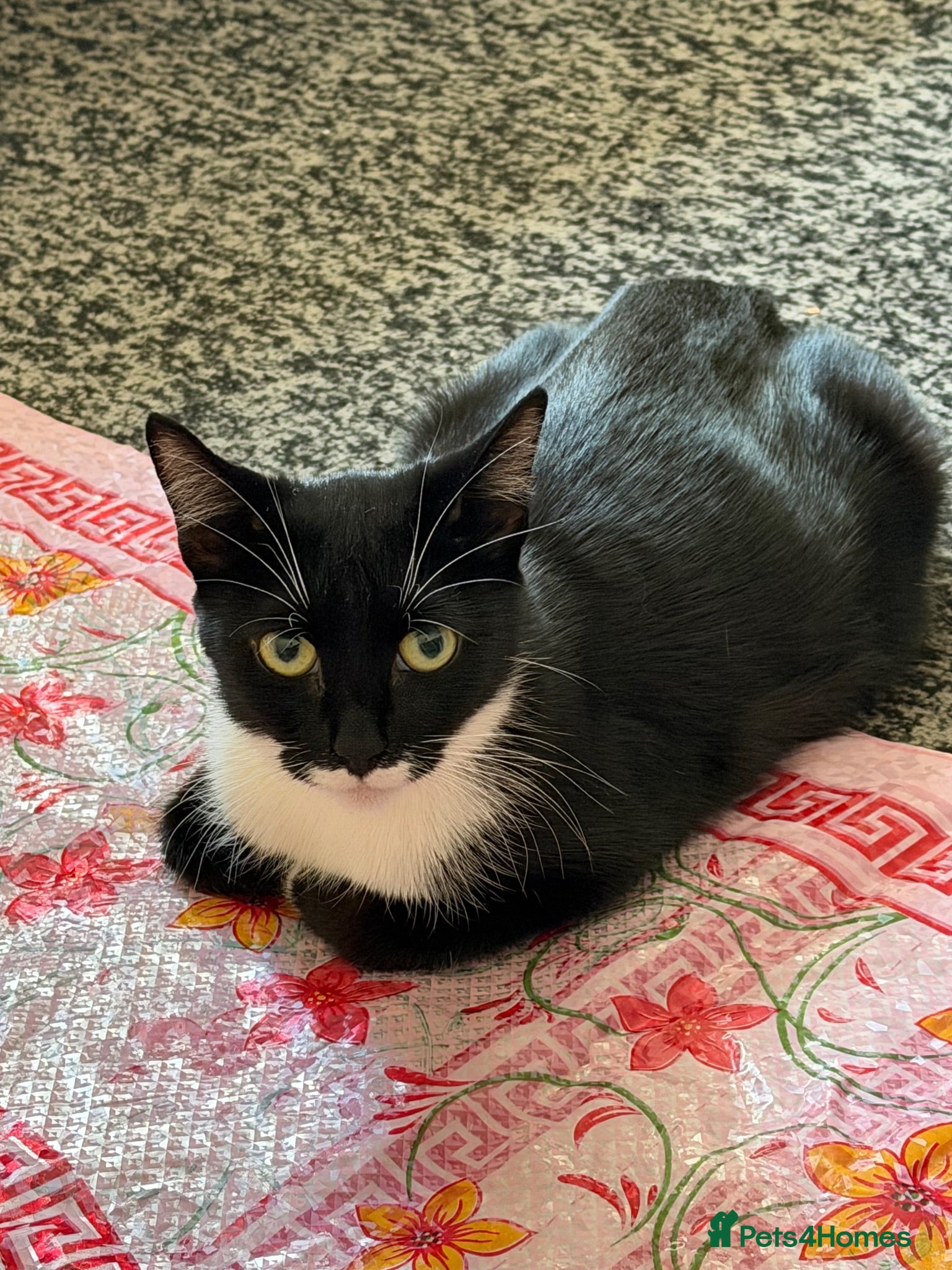 Domestic Shorthair cats Female cat - Advert 1