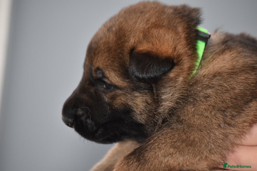 Mixed Breed dogs for sale: GSD × Dutch Herder – Top European Working Lines - Advert 29