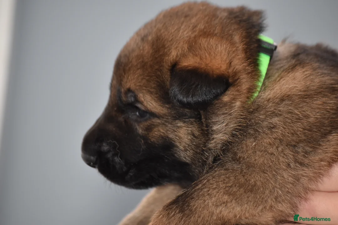 Mixed Breed dogs for sale: GSD × Dutch Herder – Top European Working Lines - Advert 30