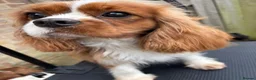 Cavapoo dogs for sale: Beautiful Cavapoo’s for sale  - Advert 1