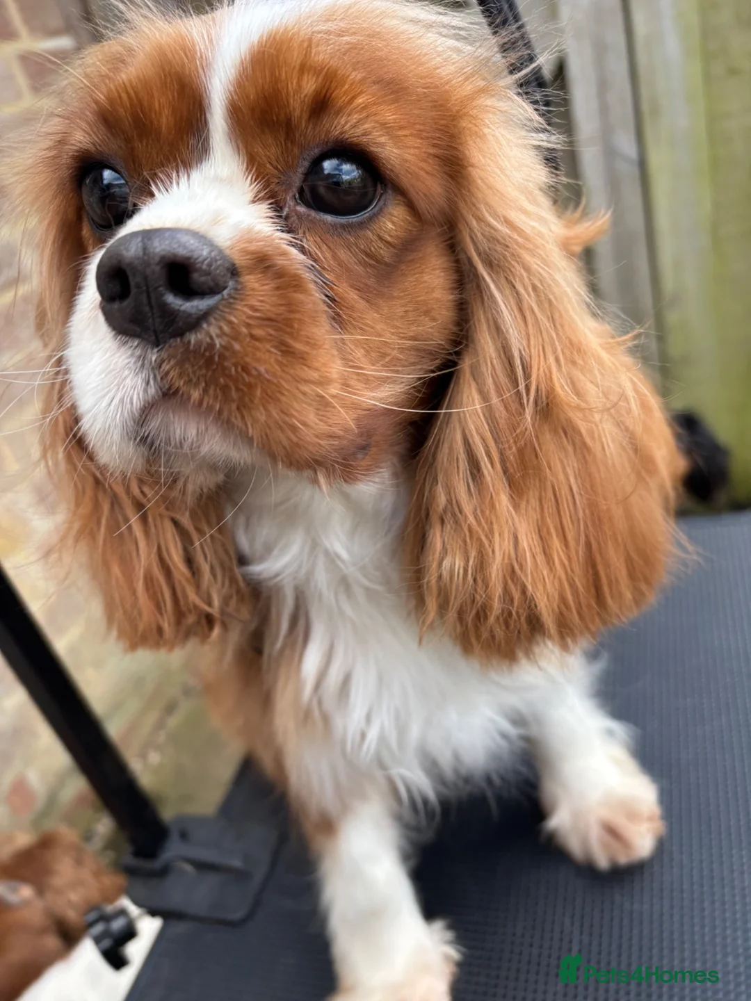 Cavapoo dogs for sale: Beautiful Cavapoo’s for sale  - Advert 1