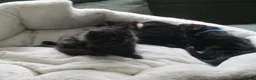 British Shorthair cats for sale: Kittens looking for a Loving Home - Advert 5