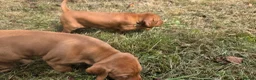 Hungarian Vizsla dogs for sale: Dual Purpose Hungarian Vizsla Bitch Puppies - Advert 12