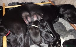 Springador dogs for sale: Springador Puppies - Image 8