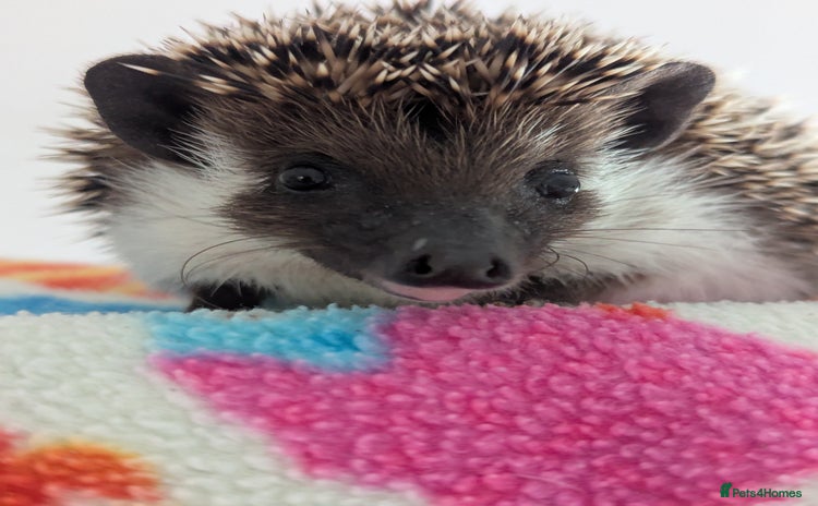 Pygmy Hedgehog rodents - Advert 11