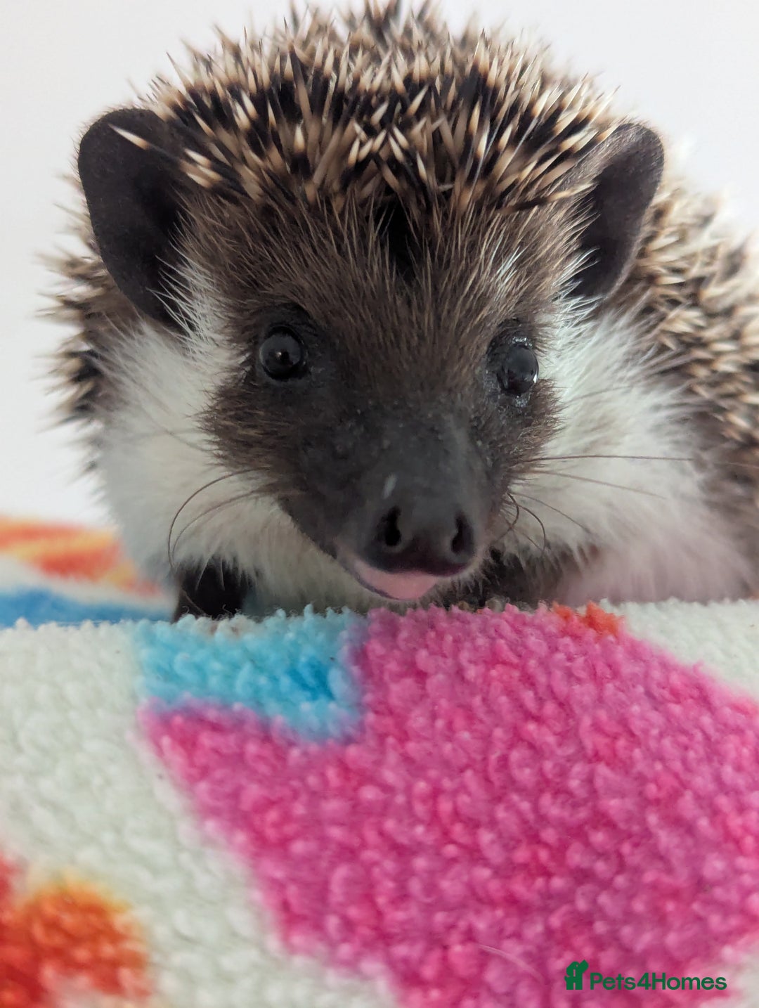 Pygmy Hedgehog rodents for sale: REDUCED PRICE!!! Gorgeous Hoglets/ READY NOW!!!! - Image 2