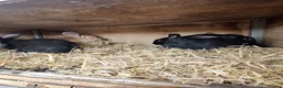 New Zealand rabbits for sale: New Zealand - Advert 1