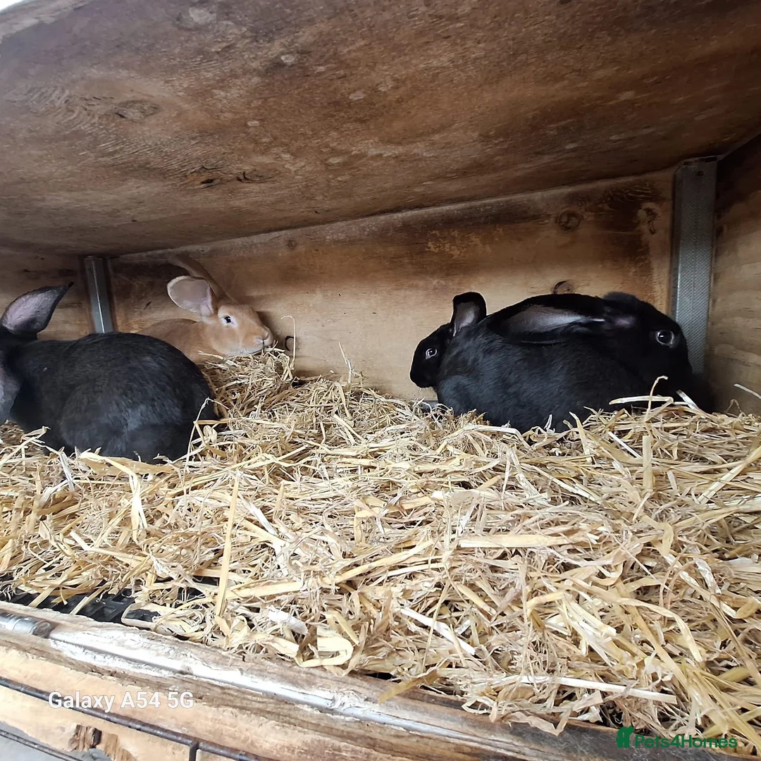 New Zealand rabbits for sale: New Zealand - Advert 1