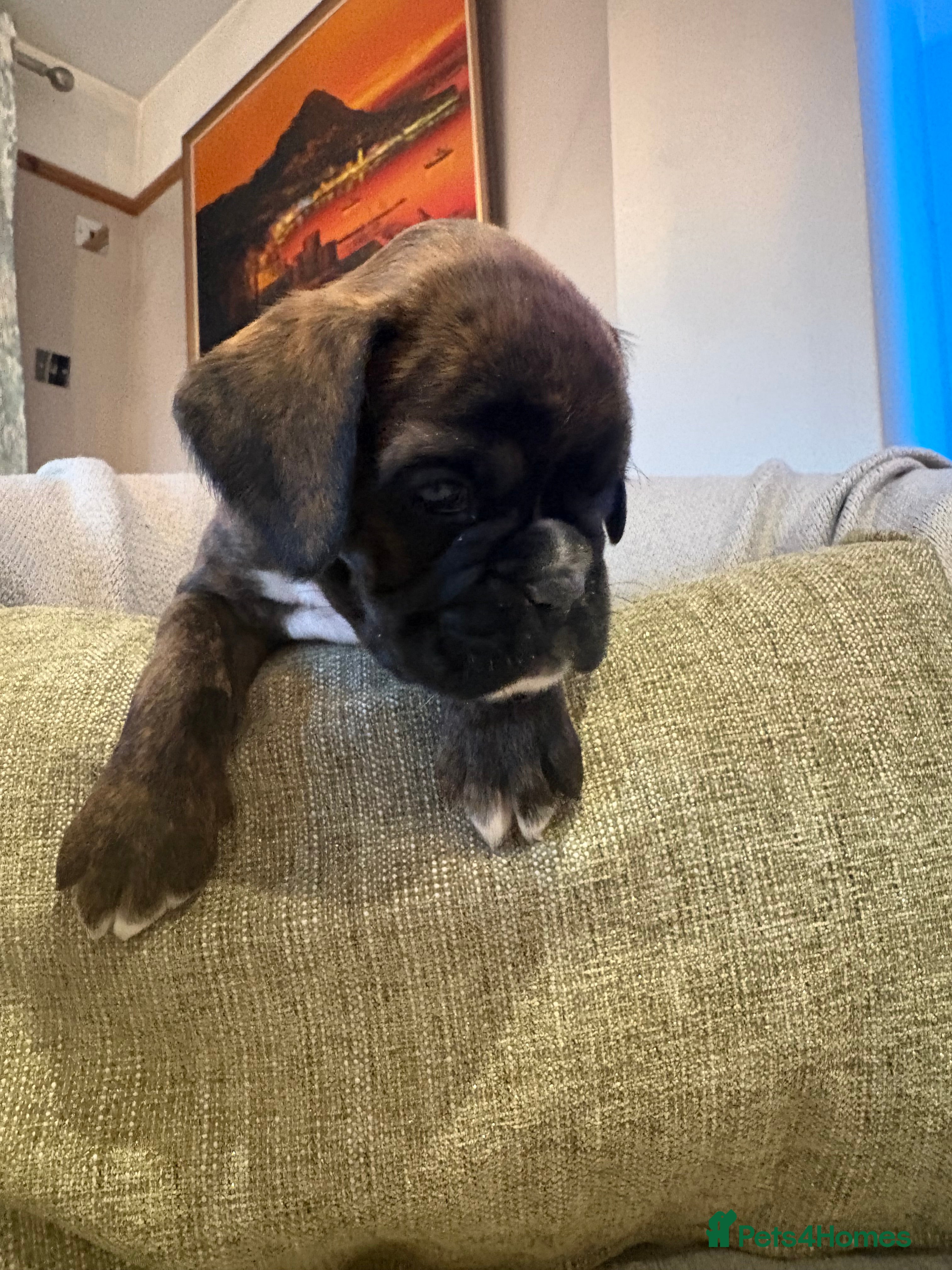 Boxer dogs LAST 2 KC girls available  - Advert 1