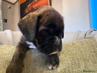 Boxer dogs LAST 2 KC girls available - Advert 1