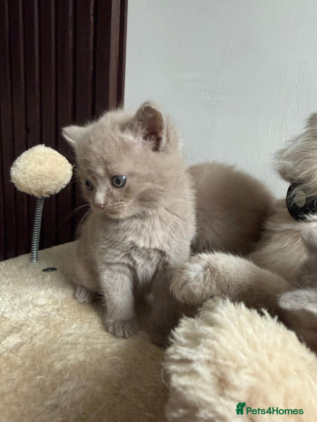 British Shorthair cats for sale: Beautiful British Shorthair kittens 3 Boys 2 Girls - Advert 18