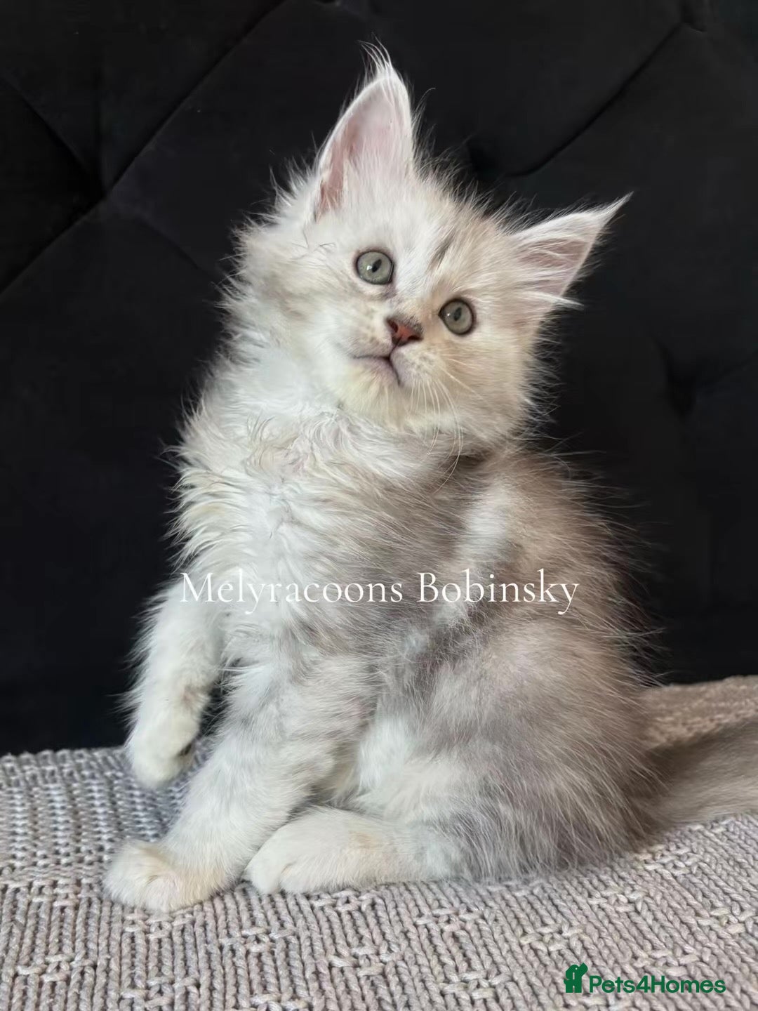 Maine Coon cats ⭐TICA Mainecoons-Champion lines⭐  - Advert 1