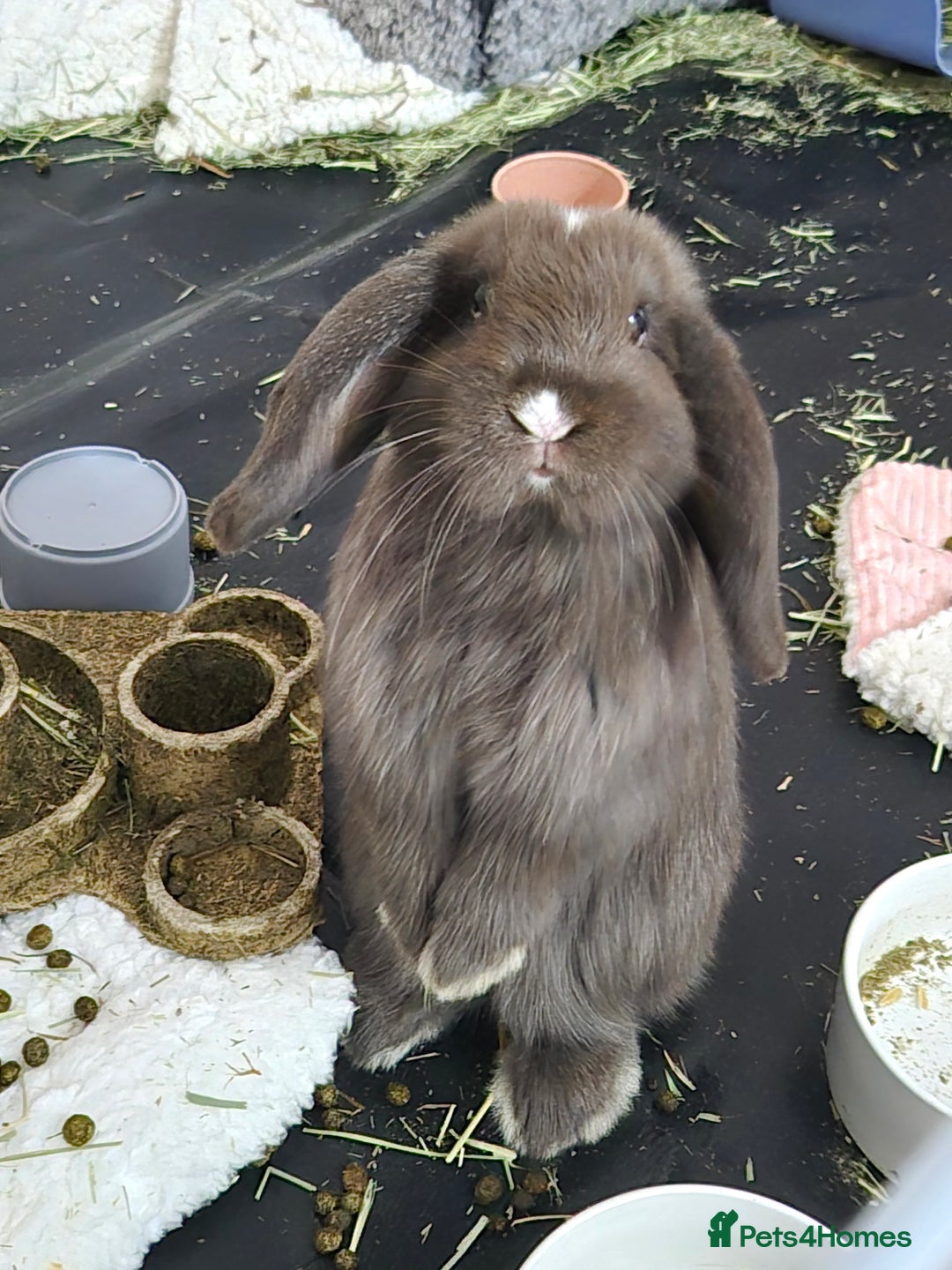Mini Lop rabbits for sale: Mini lop pair  - Advert 5