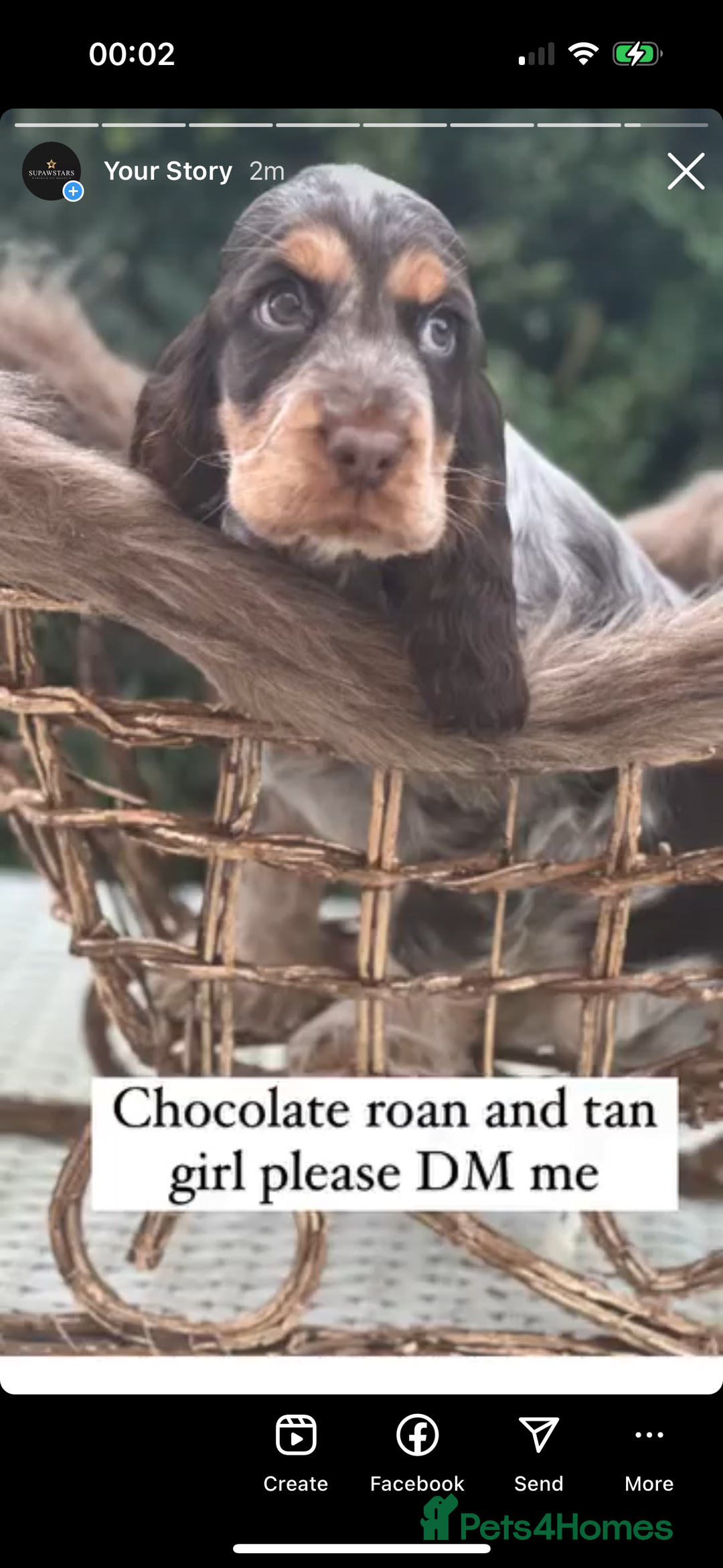 Cocker Spaniel dogs for sale: Stunning cocker spaniel puppies  - Advert 10