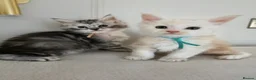 Maine Coon cats for sale: Exceptional Maine Coon kittens 😻💞 - Advert 12