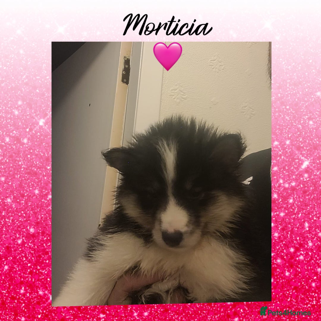 Pomsky dogs for sale: Pomsky Puppies - Image 4