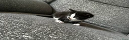 Mixed Breed cats for sale: 3 male kittens for sale  - Advert 4