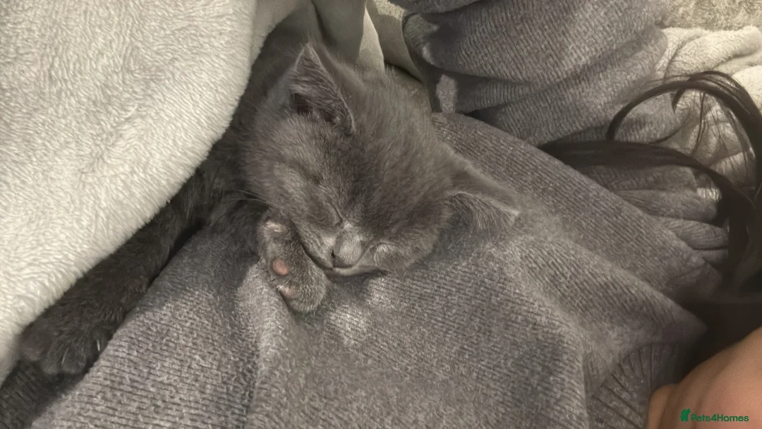 British Shorthair cats for sale: British Shorthair Female - Advert 8