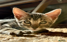 Bengal cats for sale: Stunning Glittered Pedigree Bengal Female TICA reg - Image 6