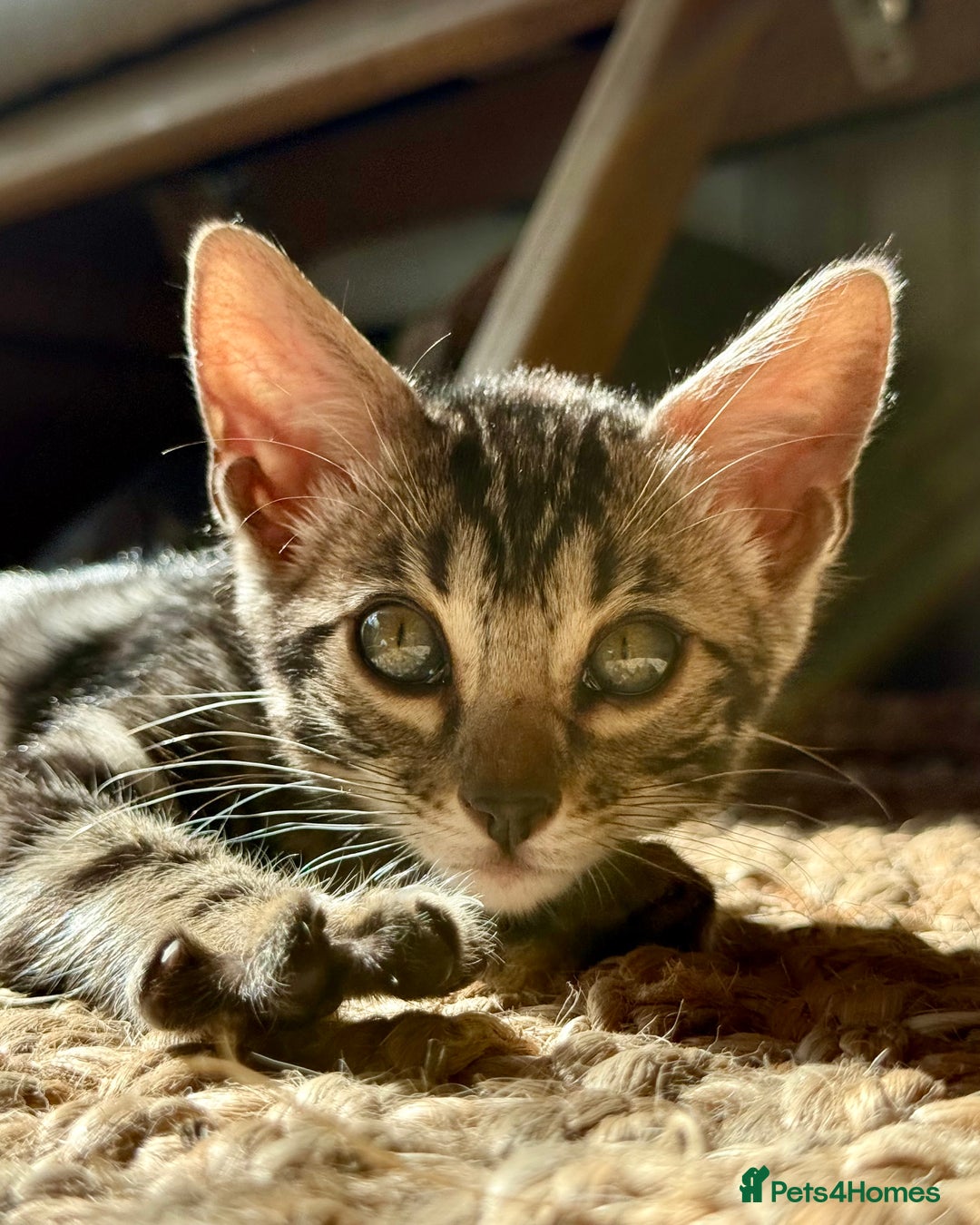 Bengal cats for sale: Stunning Glittered Pedigree Bengal Female TICA reg - Image 6