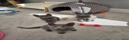 Russian Blue cats for sale: GCCF Registered Russian Blue Kittens in Tredegar - Advert 16