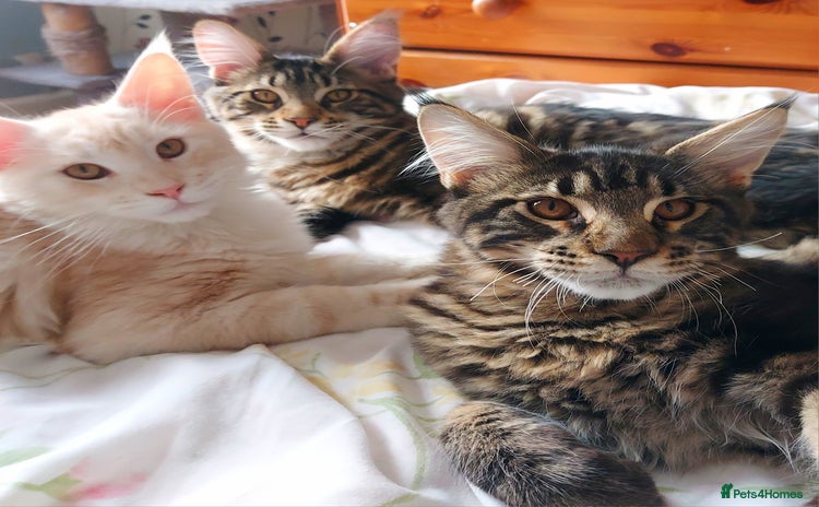 Maine Coon cats - Advert 6