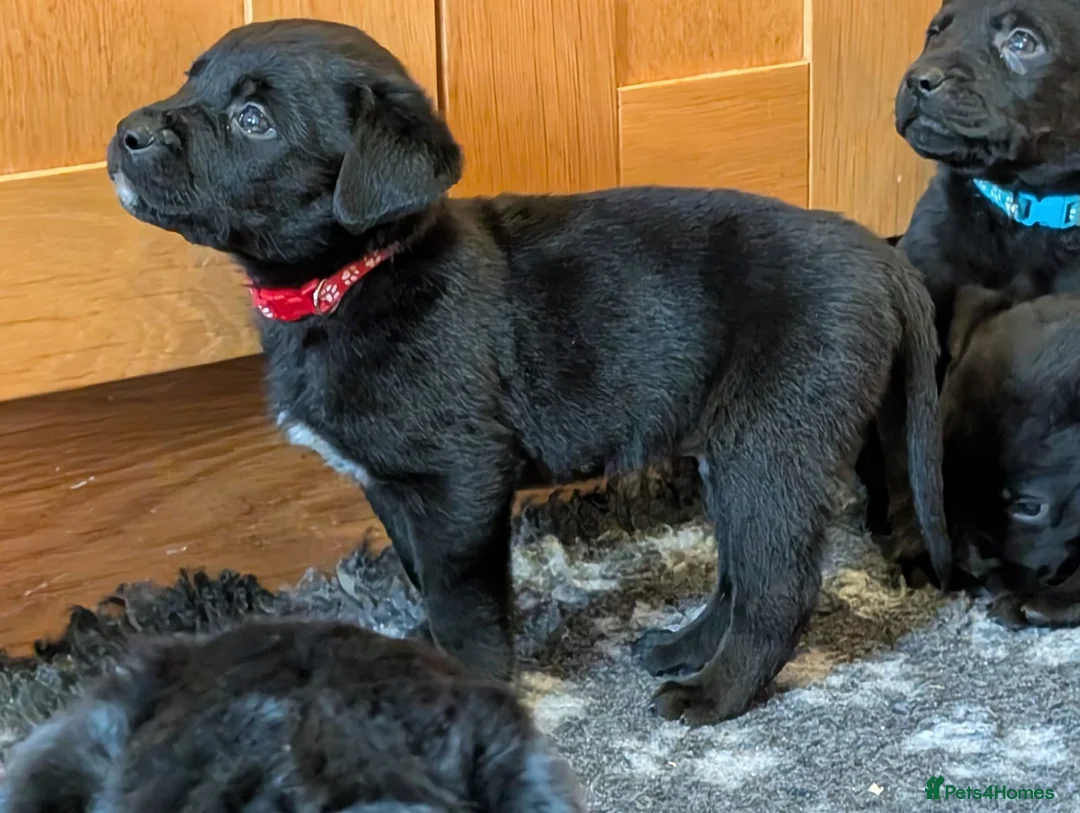 Mixed Breed dogs for sale: Labrador x Rottweiler (Rottador) - Advert 16