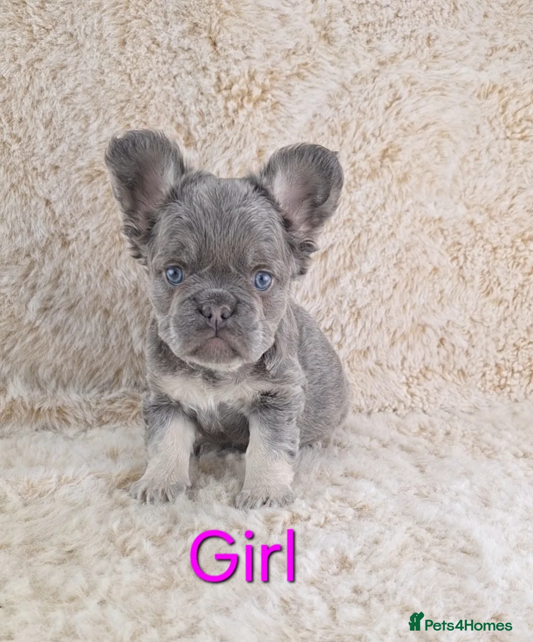 French Bulldog dogs for sale: Fluffy Lilac And Tan French Bulldogs  - Advert 3