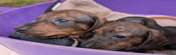Miniature Dachshund dogs for sale: Miniature Dachshund  - Advert 7