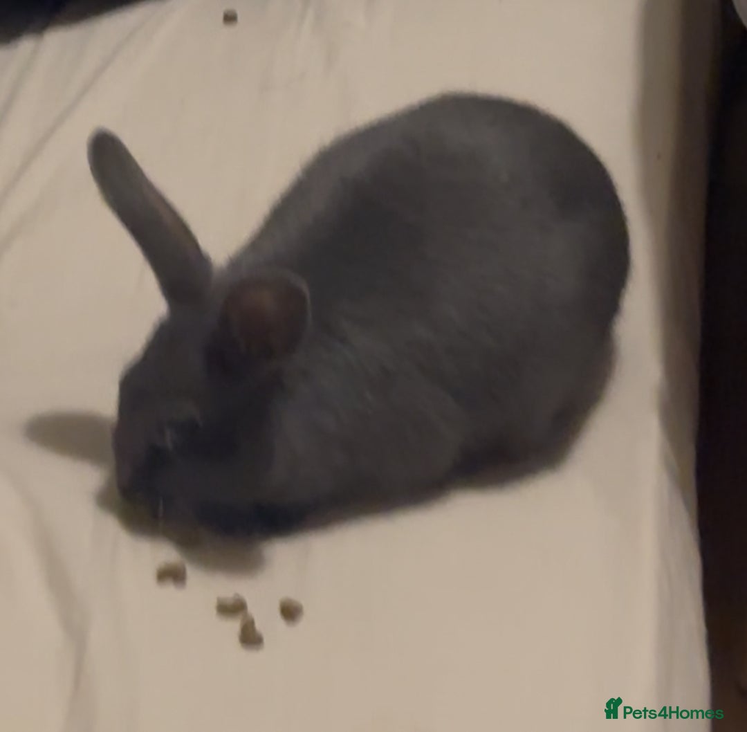 Mixed Breed rabbits for sale: Rabbits - Advert 2