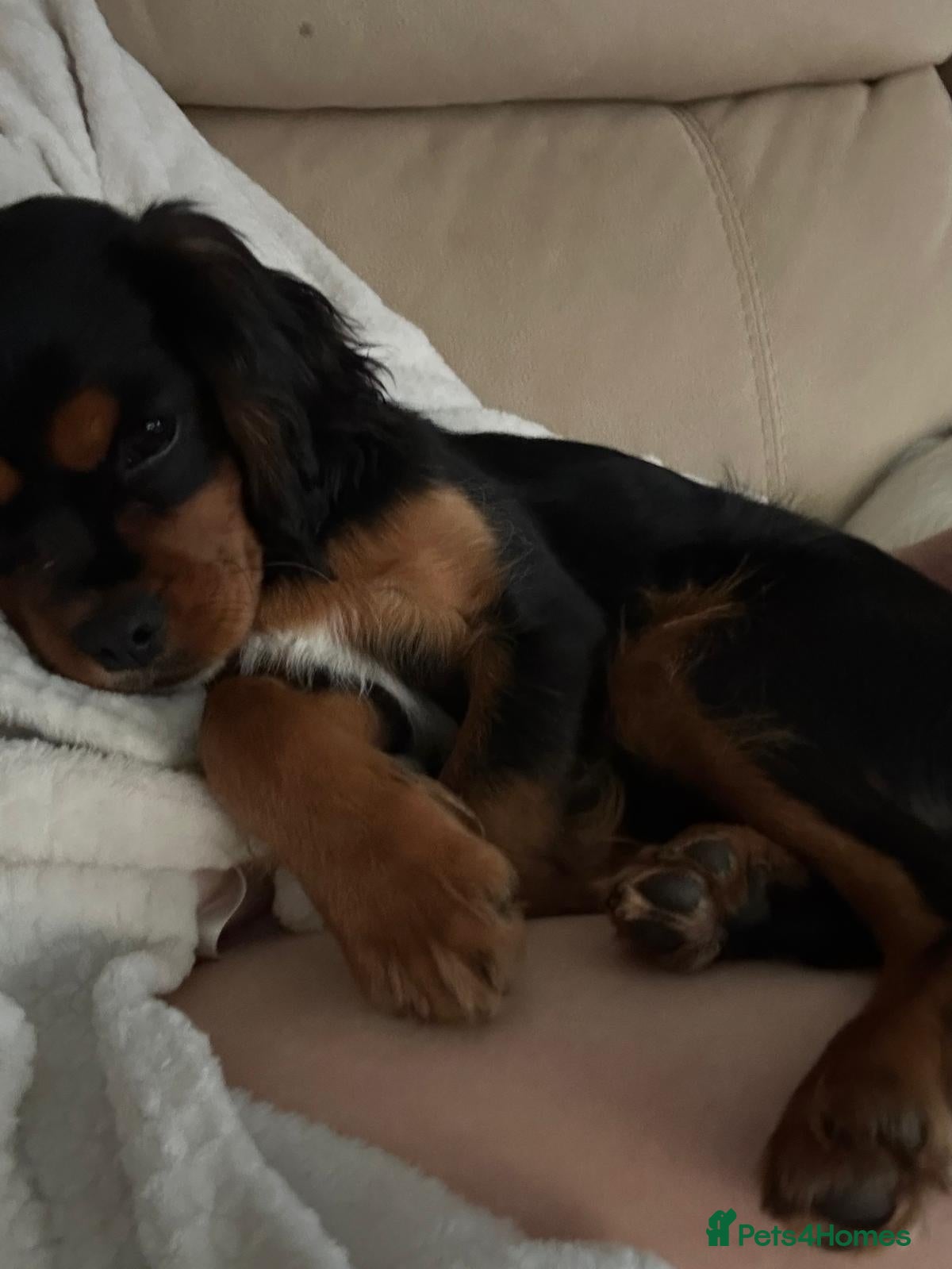 Cavalier King Charles Spaniel dogs Cavalier King Charles Spaniels - Advert 2