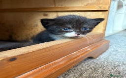 Mixed Breed cats for sale: Maine Coon mix  - Image 3