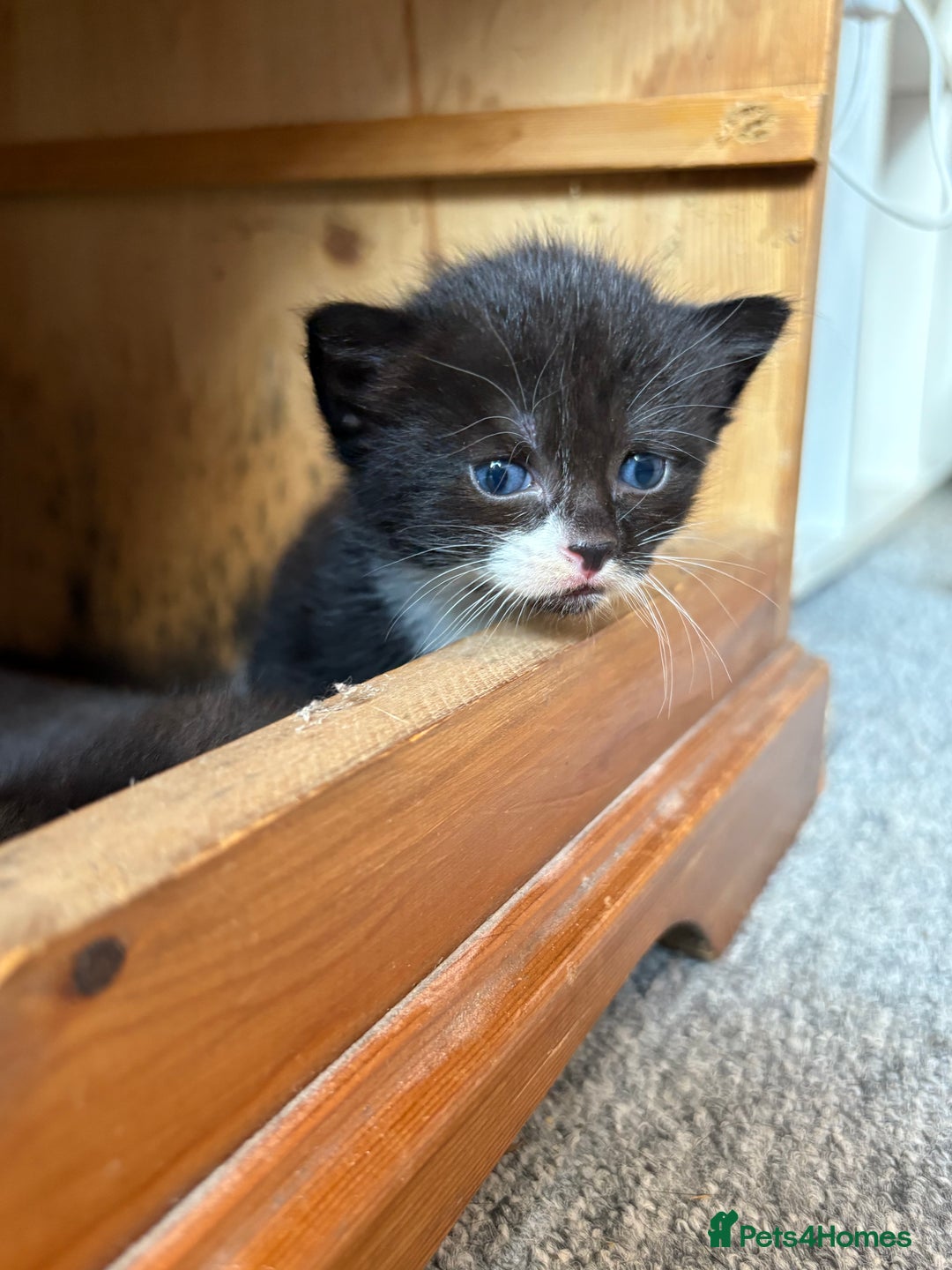 Mixed Breed cats for sale: Maine Coon mix  - Image 3