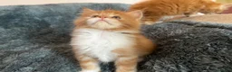 Maine Coon cats for sale: 👑 Gorgeous Tica Registered Red Maine Coon kittens - Advert 5