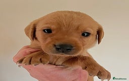 Labrador Retriever dogs for sale: SUPER DARK FOX RED KC LAB PUPS HEALTH TESTED  - Image 7