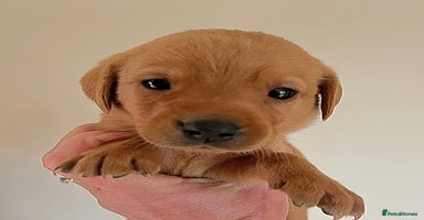 Labrador Retriever dogs - Advert 12