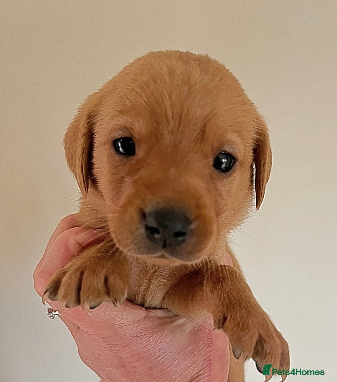 Labrador Retriever dogs for sale: SUPER DARK FOX RED KC LAB PUPS HEALTH TESTED  - Image 7