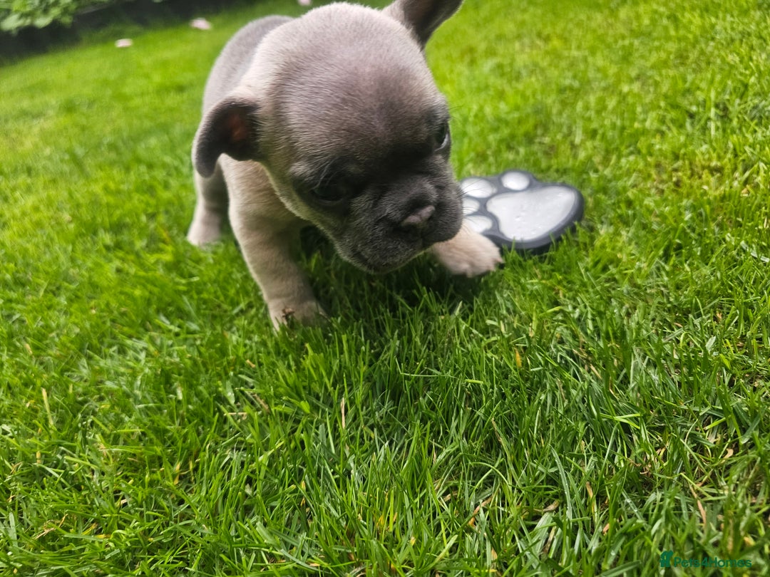 French Bulldog dogs for sale: Beautiful Blue French Bulldog  - Image 7