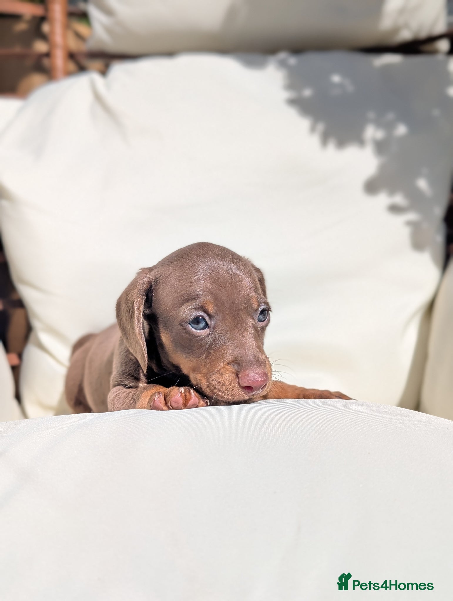 Miniature Dachshund dogs for sale: Longhaired and smooth miniature dachshunds  - Advert 11