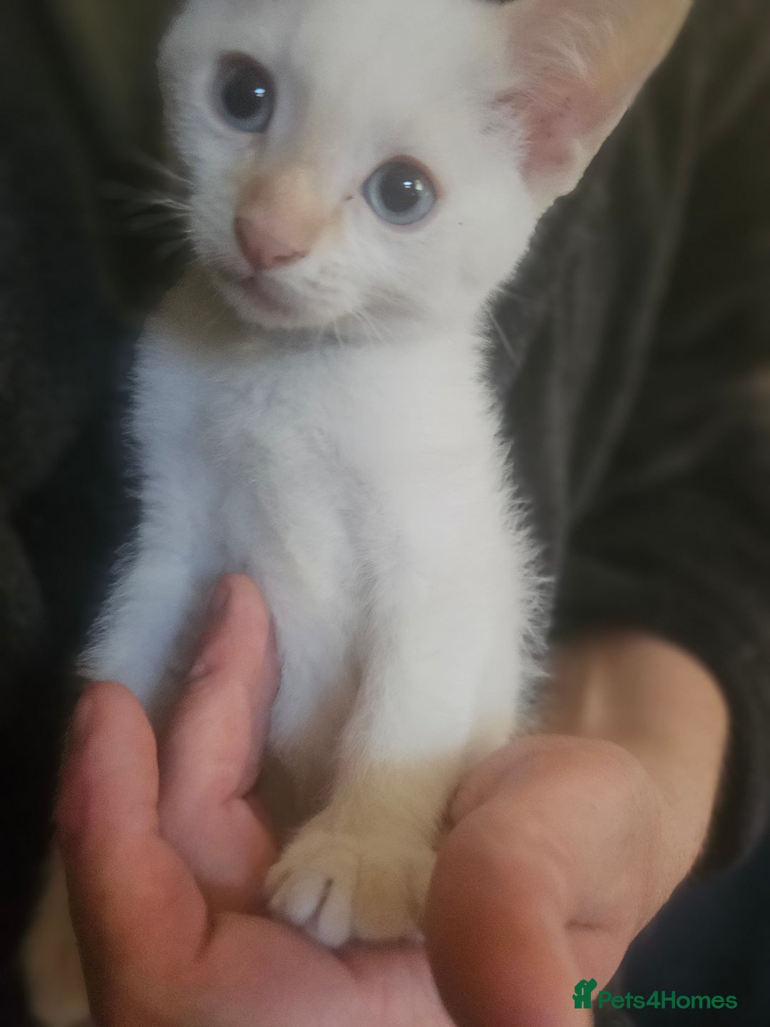 Sphynx cats for sale: Snow coated shpynx with sky blue eyes - Image 6