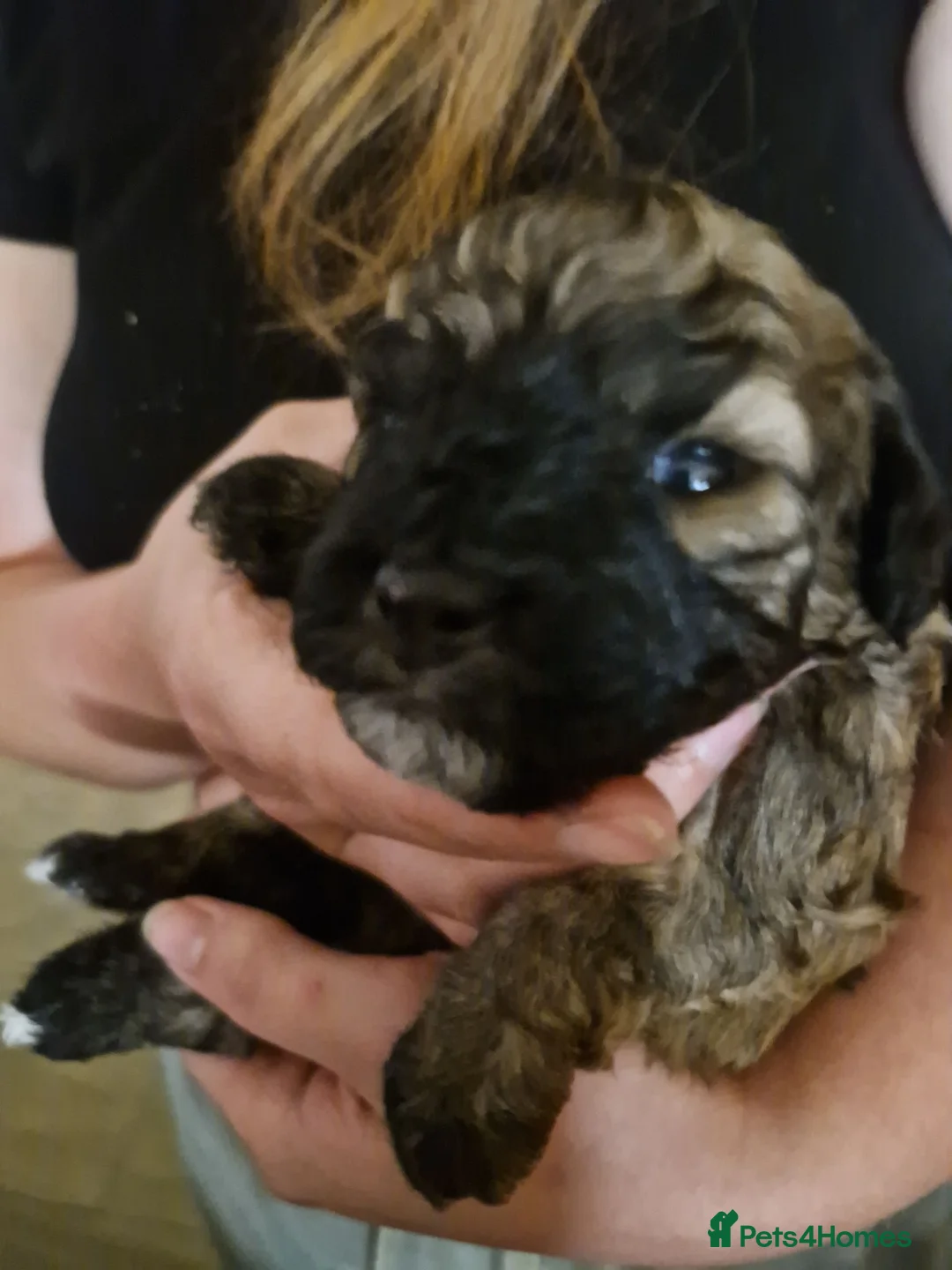 Shihpoo dogs for sale: Shihpoo pups for sale - Advert 2