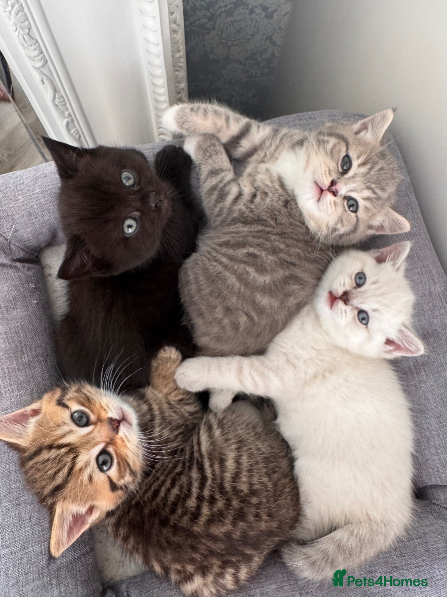 British Shorthair cats Purebred British Shorthair Kittens - Advert 1
