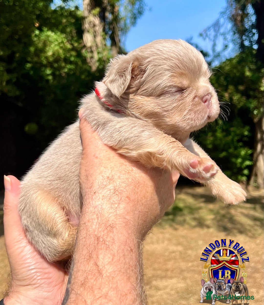 French Bulldog dogs for sale: QUALITY FLUFFY FRENCH BULLDOG PUPPIES - Image 8