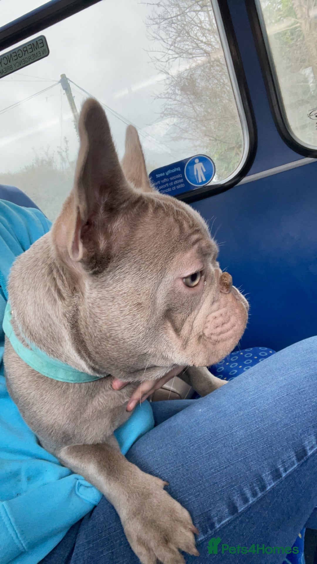 French Bulldog dogs for stud: Proven French bulldog for stud  - Advert 2