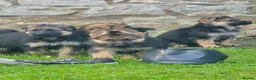 German Shepherd dogs for sale: Gorgeous German shepherd puppies - Advert 11