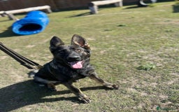 German Shepherd dogs for sale: Outstanding Female GSD, 6 months old - Image 5