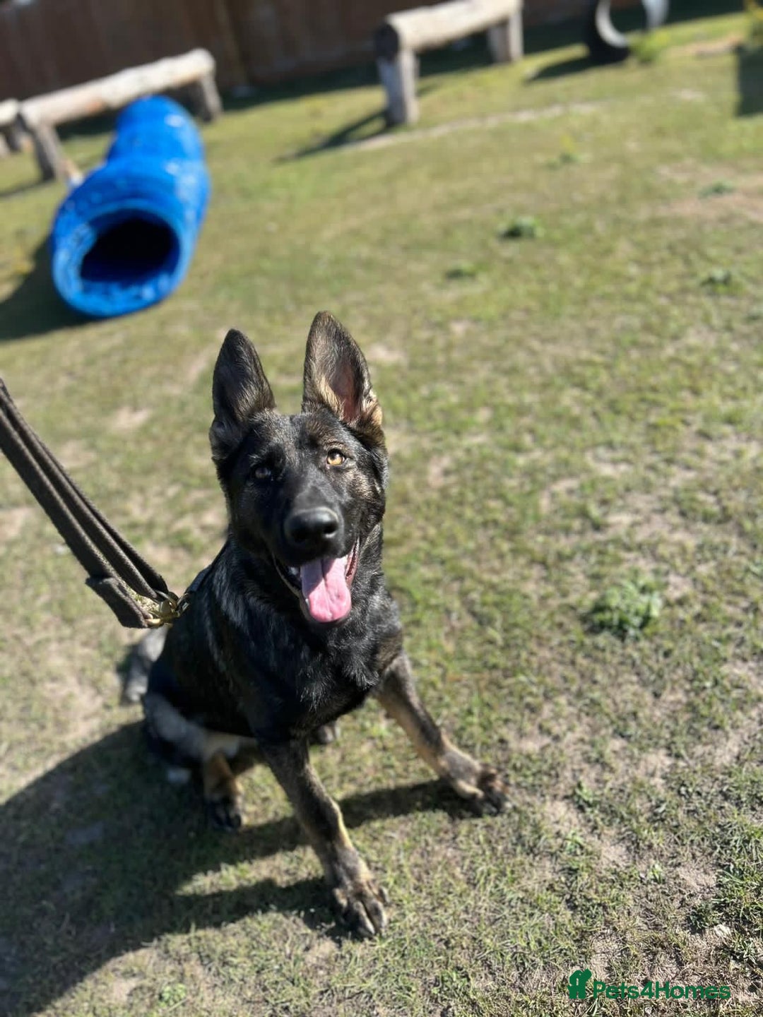 German Shepherd dogs for sale: Outstanding Female GSD, 6 months old - Image 5