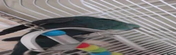 Mixed Breed birds for sale: Kakariki/ love birds  - Advert 3